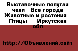 Выставочные попугаи чехи - Все города Животные и растения » Птицы   . Иркутская обл.